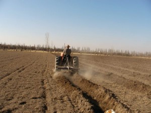furrows