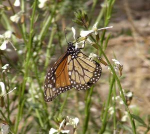 One of the many spring visitors