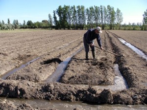 Melon field