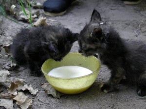 2cats