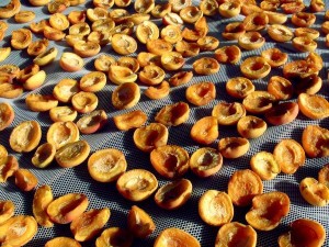 apricots-secas
