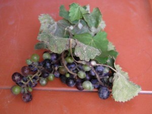 uvas1