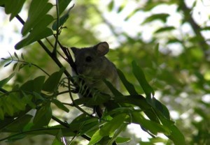 mrmouse