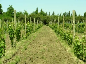vineyardclean